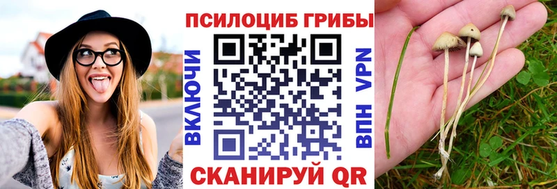 Псилоцибиновые грибы мицелий  Купить где  Данков 